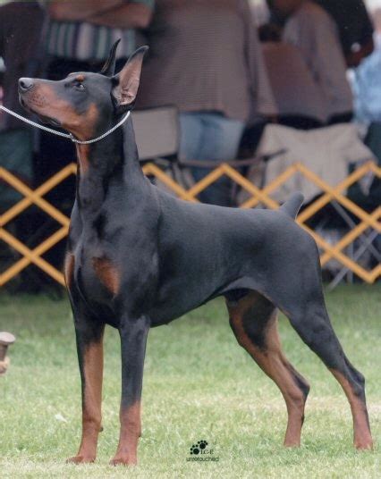 They are excited to work their magic on you, within reason of course. . Eastwick dobermans